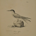 Sterna affinis