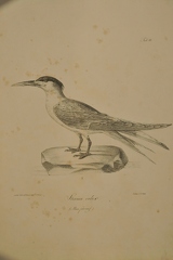 Sterna velox