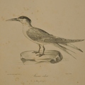 Sterna velox