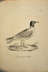 Larus ichtyaetus