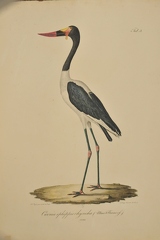 Ciconia ephippiorhyncha