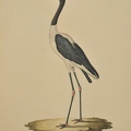Ciconia ephippiorhyncha