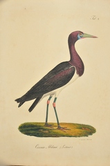 Ciconia Abdimii