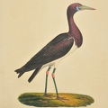 Ciconia Abdimii