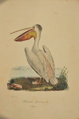 Pelecannus rufescens