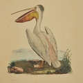 Pelecannus rufescens