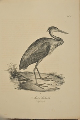 Ardea Goliath