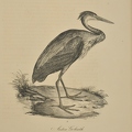 Ardea Goliath