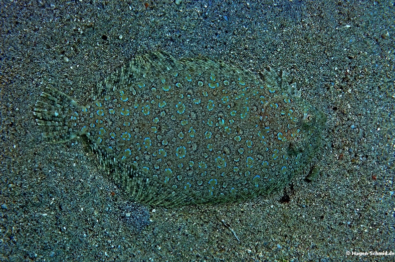 Panther flounder 6-SharpenAI-Standard.jpg