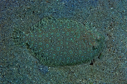 Pardarchirus marmoratus 