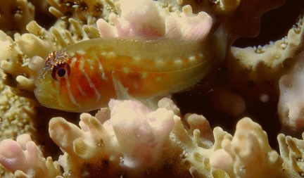 Goby in Obhour creek