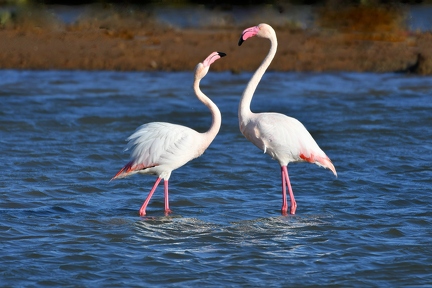Flamingo 