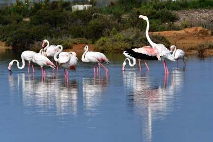 Flamingo 