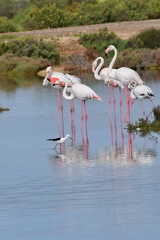 Flamingo und Stelzenläufer