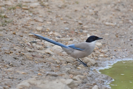 Blauelster (Portugal)