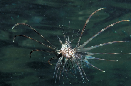 Pterois miles juv.