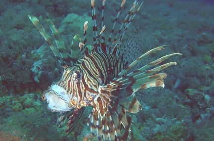 Pterois miles