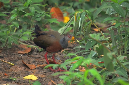 Grey necked woodrail