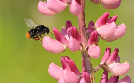Hummel