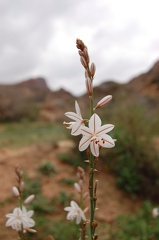 Taif