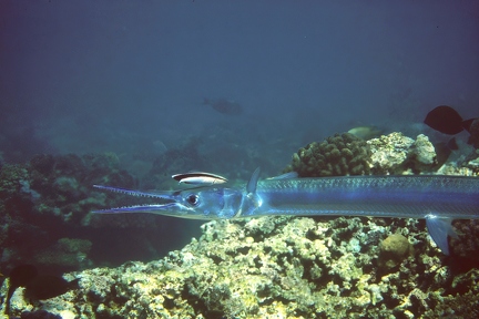 Houndfish with cleanerfish