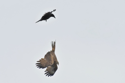 Crow Attack