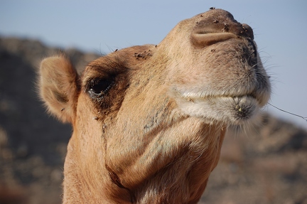 Camel Bull